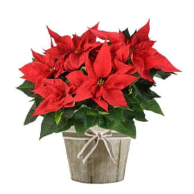Poinsettia plant in 8" pot with gold foil item