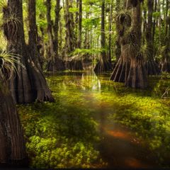 "Gator Hook Greens", Paul Marcellini item