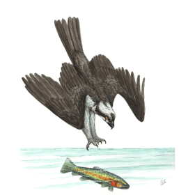 Balbuzard pêcheur item