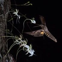 "The Real Orchid Thief", Mac Stone item