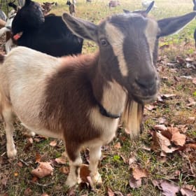 Name Social Butterfly item