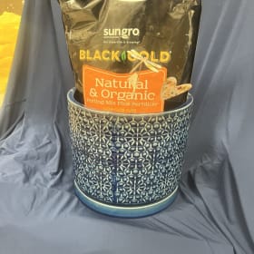 Potted Plant from Ace Hardware item