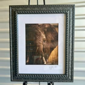 09. African Elephant Signed Photo item