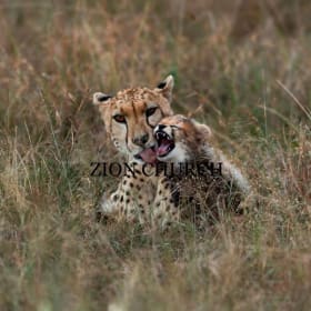 Grace in the Grass - TJP7 - 18X24 item