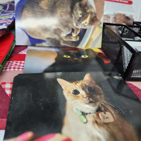 Picture cards/Cartes photos item