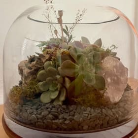 Beautiful Living Plant Art Piece with rose quartz item