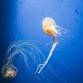 One Aquarium of the Pacific Ticket item
