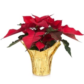 4.5" Red Poinsettia item