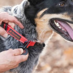 TheDawgPack "Hero Series" - Collar, Leash & Harness item