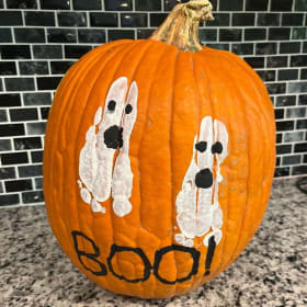 Pumpkin #6 Flynn - Age 1 item