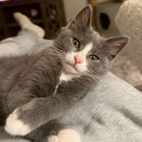 Misc Adoption Fee item