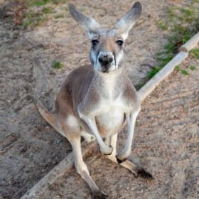 Our Texas Ranch One-Night Stay + Animal Feeding item