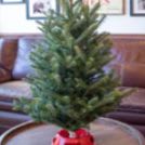 30-36" Fraser Fir tree item