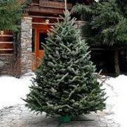 5-6' Fraser Fir Tree item