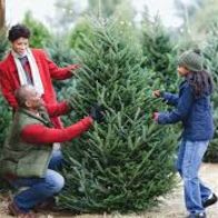 6-7' Fraser Fir Tree item