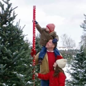 9-10' Fraser Fir Tree item