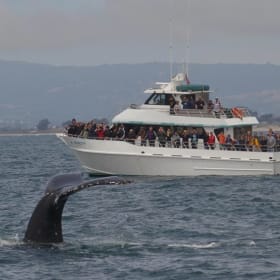 Santa Cruz Whale Watching by Stagnaro Charters item