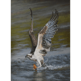 Balbuzard pêcheur item