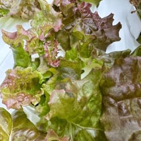 Laitue frisée Redina item