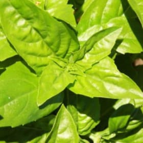 Basilic Genovese item