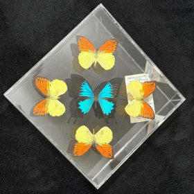 Butterflies in Sealed 10"x10" Acrylic Box item