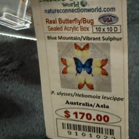 Butterflies in Sealed 10"x10" Acrylic Box item