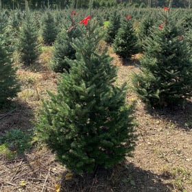4ft Christmas Tree (Deposit Only) item