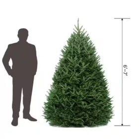 6-7ft Christmas Tree (Deposit Only) item