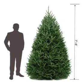 7-8ft Christmas Tree (Deposit Only) item