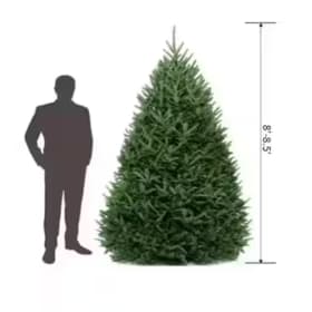 8-9ft Christmas Tree (Deposit Only) item