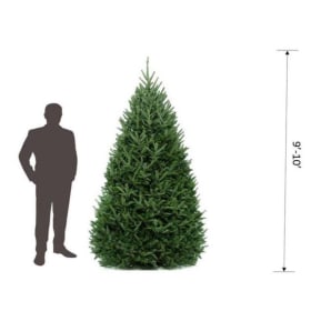9-10ft Christmas Tree (Deposit Only) item