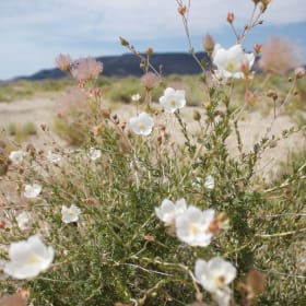 A Native Plant Bundle #1 item