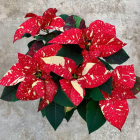 Small Poinsettia - Candy Cane (2 Quart pot) item
