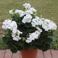 Geranium item