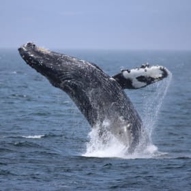 Prince of Whales - 2 Tickets ($418 value) item