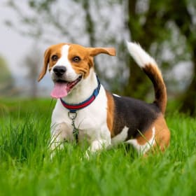 Anipet Animal Supplies - Pet Basket ($150 value) item