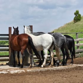 Change of Color item