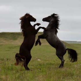 Stallion Report 1-20 Mares item