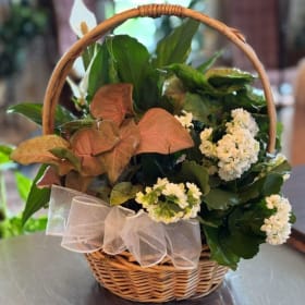 Living Plant Arrangement by Heather's Blooms item