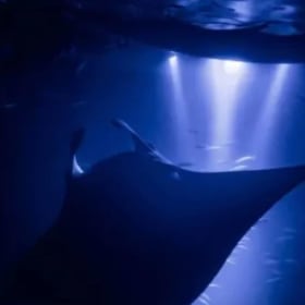Night Manta Canoe Adventure for 2 (Value $379) item