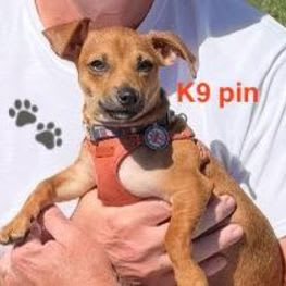 Always Ready Collar Pin item