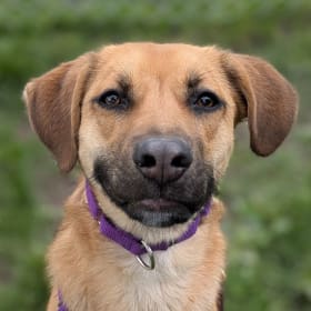 Sponsor a Dog for One Month item