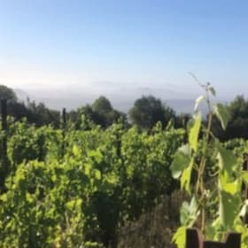 Peterson Winery... item