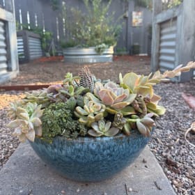 Succulent Delight item