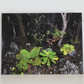 Ka nāhele o Ka'ū ma ka pō by Brianne Bishop item