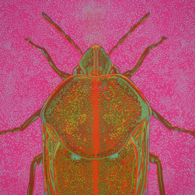 Koa Bug (Coleotichus blackburniae) by Devyn Park item