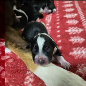 Sponsor a Puppy for One Month item