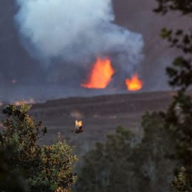 ʻApapane at Kaluapele by Ryan Ikeuchi item