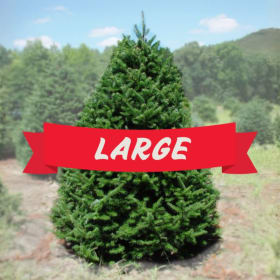 Large Tree (7 - 8 feet) item