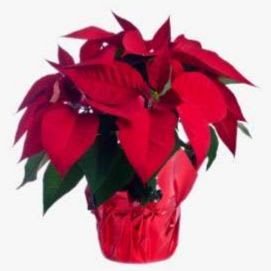 Red Poinsettia item